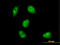 MYC Associated Factor X antibody, LS-C197656, Lifespan Biosciences, Immunofluorescence image 