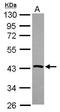 PSA antibody, GTX115909, GeneTex, Western Blot image 