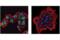 Malic Enzyme 2 antibody, 15506S, Cell Signaling Technology, Immunofluorescence image 