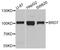 Bromodomain Containing 7 antibody, MBS126783, MyBioSource, Western Blot image 