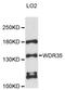 WD Repeat Domain 35 antibody, STJ114690, St John