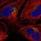 Transmembrane 9 Superfamily Member 1 antibody, NBP2-32445, Novus Biologicals, Immunofluorescence image 