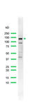 Erb-B2 Receptor Tyrosine Kinase 4 antibody, GTX15137, GeneTex, Western Blot image 