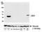 Indoleamine 2,3-Dioxygenase 1 antibody, A700-031, Bethyl Labs, Western Blot image 