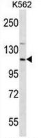 eIF3 p110 antibody, AP51396PU-N, Origene, Western Blot image 