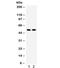 Autophagy Related 13 antibody, R31833, NSJ Bioreagents, Western Blot image 