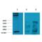 Alginate antibody, SMC-208D-FITC, StressMarq, Western Blot image 