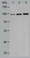 Toll Like Receptor 3 antibody, TA322879, Origene, Western Blot image 