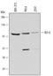 BCL6 Transcription Repressor antibody, AF5046, R&D Systems, Western Blot image 