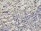 Ran GTPase Activating Protein 1 antibody, A02771, Boster Biological Technology, Immunohistochemistry frozen image 
