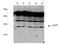 Cyclin Dependent Kinase 1 antibody, A30951, Boster Biological Technology, Western Blot image 