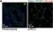 Pericentrin antibody, NB100-61071, Novus Biologicals, Immunohistochemistry frozen image 