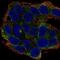 Ephrin A2 antibody, NBP2-68860, Novus Biologicals, Immunofluorescence image 