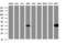 Carbonic Anhydrase 12 antibody, M04063, Boster Biological Technology, Western Blot image 
