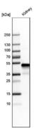 Glycine Amidinotransferase antibody, NBP1-89211, Novus Biologicals, Western Blot image 