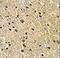 Zinc Finger Protein 823 antibody, LS-C160773, Lifespan Biosciences, Immunohistochemistry frozen image 