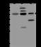 Tripartite Motif Containing 4 antibody, 204421-T44, Sino Biological, Western Blot image 