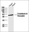 Endoplasmic Reticulum Protein 29 antibody, orb5193, Biorbyt, Western Blot image 