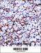 Coiled-Coil Domain Containing 50 antibody, 57-583, ProSci, Immunohistochemistry frozen image 