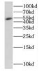 Alpha-L-Fucosidase 2 antibody, FNab03238, FineTest, Western Blot image 