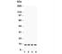 CYCS antibody, R30284, NSJ Bioreagents, Western Blot image 