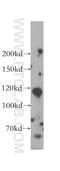 Polyamine Modulated Factor 1 Binding Protein 1 antibody, 17061-1-AP, Proteintech Group, Western Blot image 