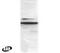 SH3 Domain Containing GRB2 Like, Endophilin B1 antibody, PA1-9017, Invitrogen Antibodies, Western Blot image 