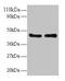 AHSA1 antibody, CSB-PA05455A0Rb, Cusabio, Western Blot image 
