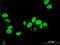 X-Ray Repair Cross Complementing 5 antibody, H00007520-M02, Novus Biologicals, Immunofluorescence image 