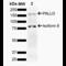 Palladin, Cytoskeletal Associated Protein antibody, SPC-795D-A655, StressMarq, Western Blot image 