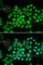ATPase Sarcoplasmic/Endoplasmic Reticulum Ca2+ Transporting 2 antibody, A1097, ABclonal Technology, Immunofluorescence image 