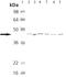 Protein Kinase CAMP-Activated Catalytic Subunit Alpha antibody, ab26322, Abcam, Western Blot image 