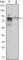 Kelch Like Family Member 11 antibody, abx011067, Abbexa, Western Blot image 