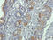 Alpha-1-acid glycoprotein antibody, orb339608, Biorbyt, Immunohistochemistry paraffin image 