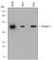 Perilipin 3 antibody, MAB7664, R&D Systems, Western Blot image 