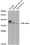 NFKB Inhibitor Alpha antibody, 14-178, ProSci, Western Blot image 