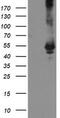 Tryptophanase antibody, TA504730S, Origene, Western Blot image 