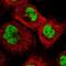 Debranching RNA Lariats 1 antibody, NBP1-85907, Novus Biologicals, Immunofluorescence image 