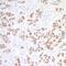 SRY-Box 10 antibody, NBP2-76378, Novus Biologicals, Immunohistochemistry frozen image 