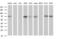 Glutamate-Cysteine Ligase Catalytic Subunit antibody, MA5-26346, Invitrogen Antibodies, Western Blot image 