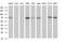 Glutamate-Cysteine Ligase Catalytic Subunit antibody, MA5-26346, Invitrogen Antibodies, Western Blot image 