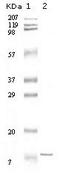 Interleukin 11 antibody, LS-C171354, Lifespan Biosciences, Western Blot image 