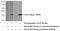 IL-27 antibody, 66164-1-Ig, Proteintech Group, Western Blot image 