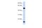 Adenylosuccinate Synthase Like 1 antibody, A11361, Boster Biological Technology, Western Blot image 