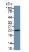 Apolipoprotein D antibody, LS-C292906, Lifespan Biosciences, Western Blot image 