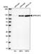 G Protein-Coupled Receptor Associated Sorting Protein 2 antibody, PA5-53607, Invitrogen Antibodies, Western Blot image 