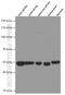 Purinergic Receptor P2X 4 antibody, 66416-1-Ig, Proteintech Group, Western Blot image 