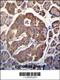 Secretagogin, EF-Hand Calcium Binding Protein antibody, 57-839, ProSci, Immunohistochemistry frozen image 