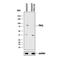 Protein Kinase C Zeta antibody, AF6666, R&D Systems, Western Blot image 
