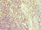 Granulin Precursor antibody, LS-C375856, Lifespan Biosciences, Immunohistochemistry paraffin image 